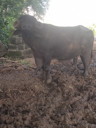 original jafrabadi topal pado