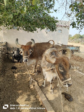 બળદ જોડી વેસવાની છે