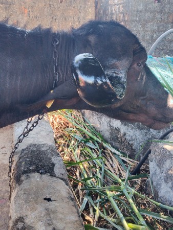 ભેષ વેસવાની છે