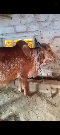 थंबनेल 3