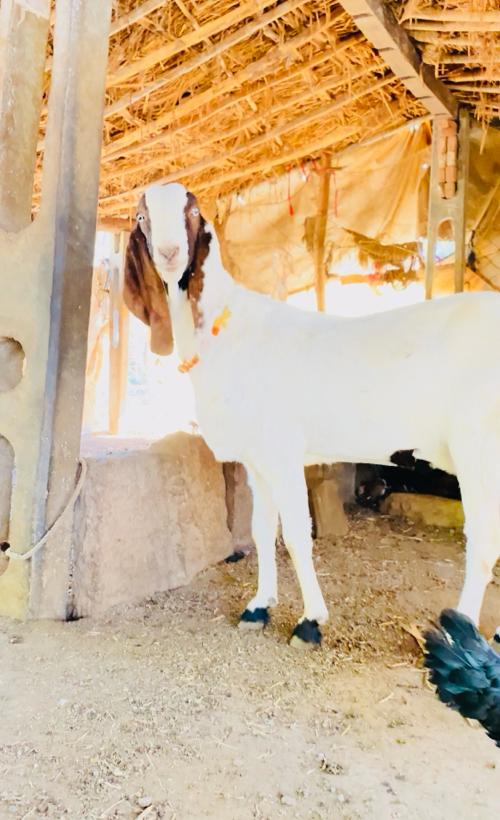 थंबनेल 2