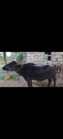 આ ભેંસ વેશવાની સે