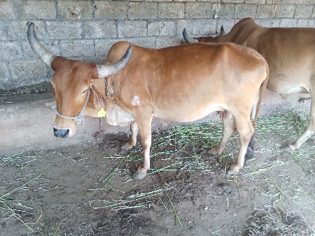 દેશી હોડકી વેસવાની છે