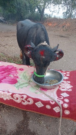 ખડેલી વેચવાની છે