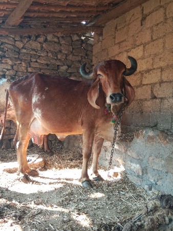 ગીર ગાય નુ સાટુ કરવાનુ છે