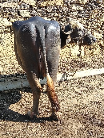 ભેંસ વેચવાની છે