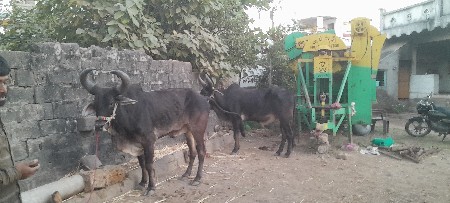 ગોઢલા વેચવાના છે