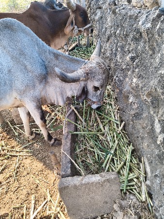 થંબનેલ 3