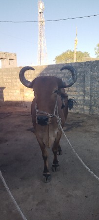 બળદ વેચવાના છે