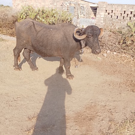 થંબનેલ 3