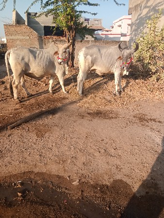 બળદ એક એક વાવણી વાવેલા વેચવાના છે