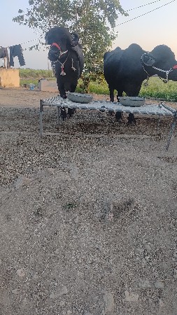 थंबनेल 3