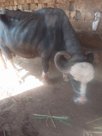 ભેંસ વેચવાની છે