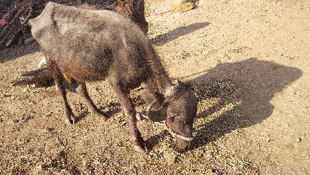 थंबनेल 3