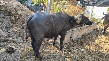 ભેંસ વેચવા ની છે