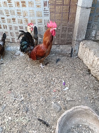 મુર્ગી  મુરઘો બીજો  લોટ