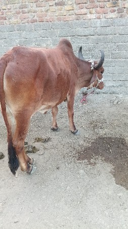 ઓડકી વેચવાની છે