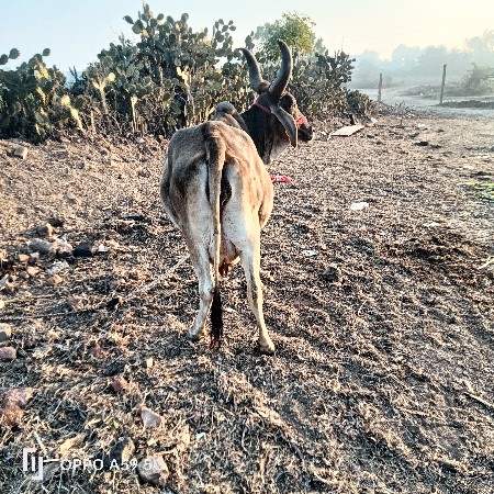 थंबनेल 3