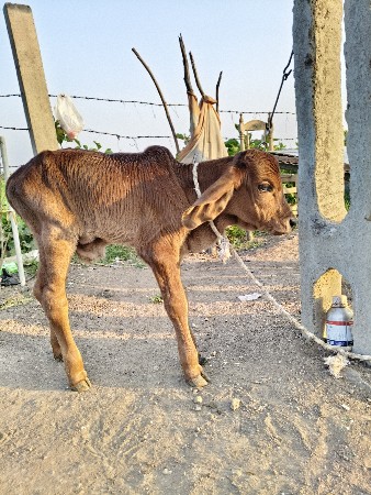 ગીર ક્રોસ ગાય વેચવાની છે.