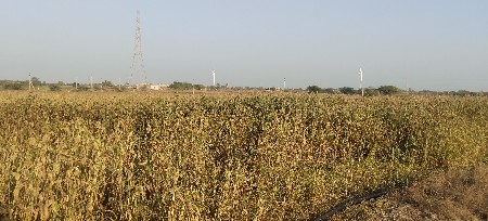 ગુંદરી વેચવાની છે