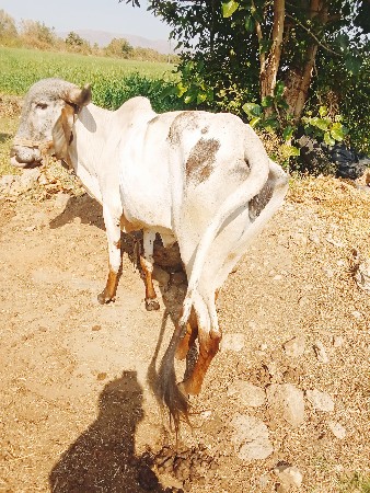 ગાય વેસવવાની