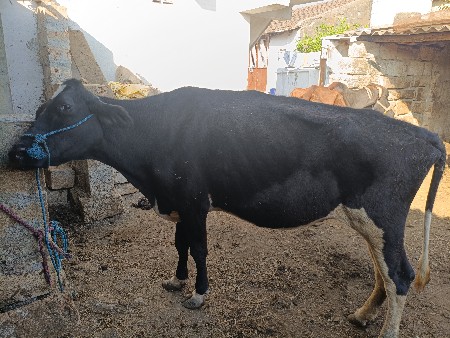 જરશી ગીર વોકી વેચવાની સે