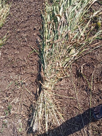 જુવારના પુરા વેચવાના છે