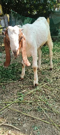 હૈદરાબાદી ક્રોસ 6 મહિનાનું બકરો