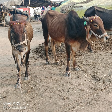 થંબનેલ 2