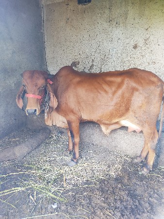 ગાય વેચવાની છે