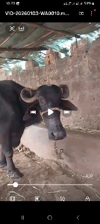 ખડેલી વેસવાનીછે 1વેતર 3વેતર યાયગલ છ