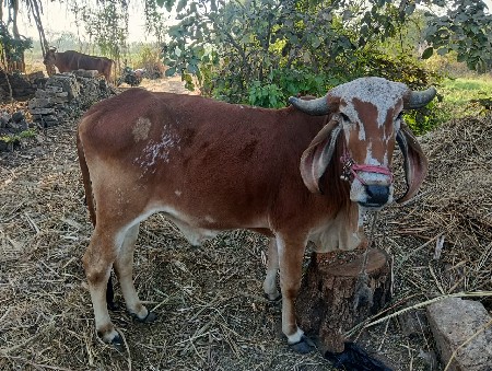 થંબનેલ 2