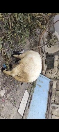 ધેટો દેવા નો છે