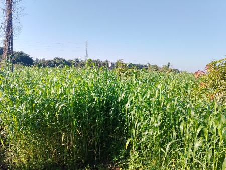 જુવારનો લીલો ચારો વેચવાનો છે.