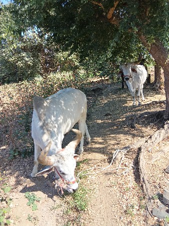 બડધ વેસવાનાસે બધિજવાબદારી
