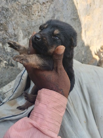 જર્મન સેફડ મેલ