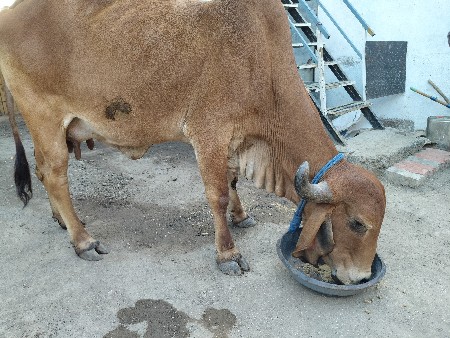 આ ગાય વેચવાની સે .