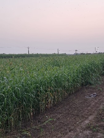 જુવાર લીલી