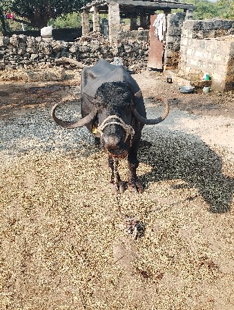 ભેંશ વેશવાની છે