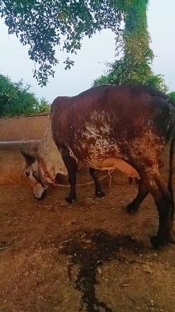 ગાય વેચવા ની છે