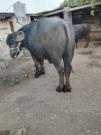 थंबनेल 2