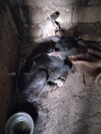 थंबनेल 2