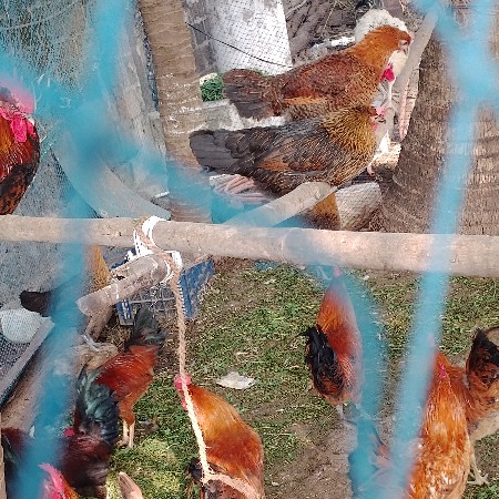 थंबनेल 3