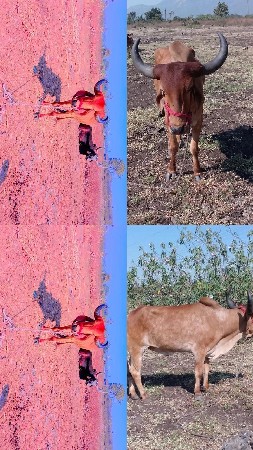 17000 કિંમત