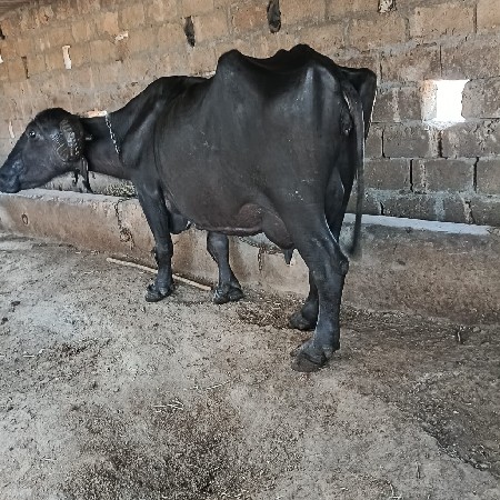 थंबनेल 2