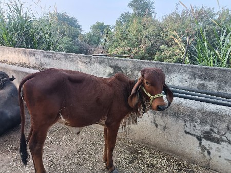 थंबनेल 2