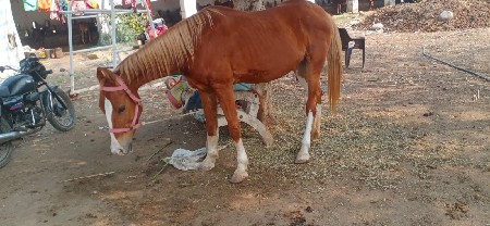 थंबनेल 3