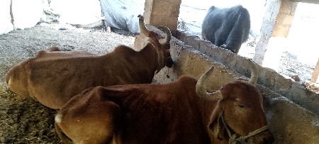 વાડી વિસ્તાર