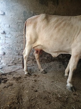 ગાય વેચવાની છે