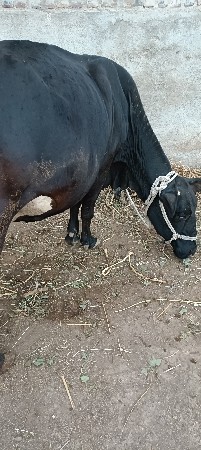 જરર્સી  ગાય